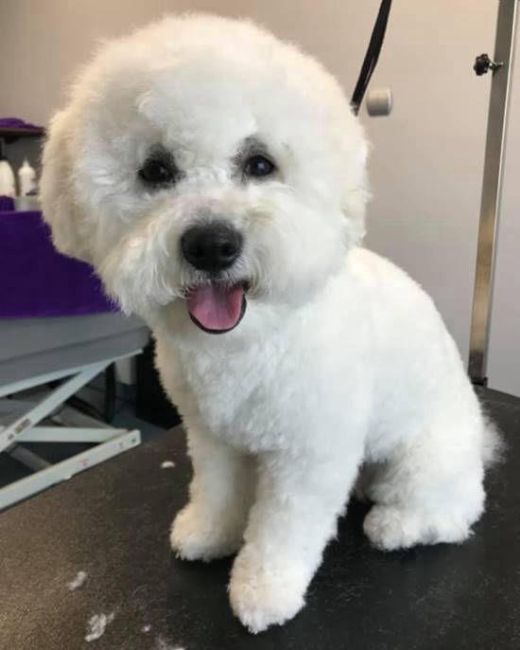 Jakie zabiegi pielęgnacyjne wykonywać u psa rasy bichon frise?