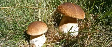 Sanepid szkoli przyszłych klasyfikatorów grzybów. Zostały wolne miejsca