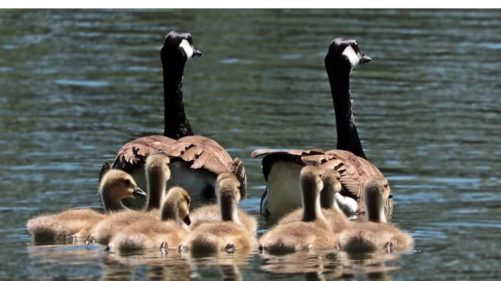 Powiatowy Lekarz Weterynarii prosi o zgłaszanie padłych ptaków przy wodach i w lasach