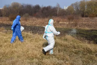 Granulat odstraszający dziki rozłożony przy osiedlach – Straż Miejska rozpoczyna akcję