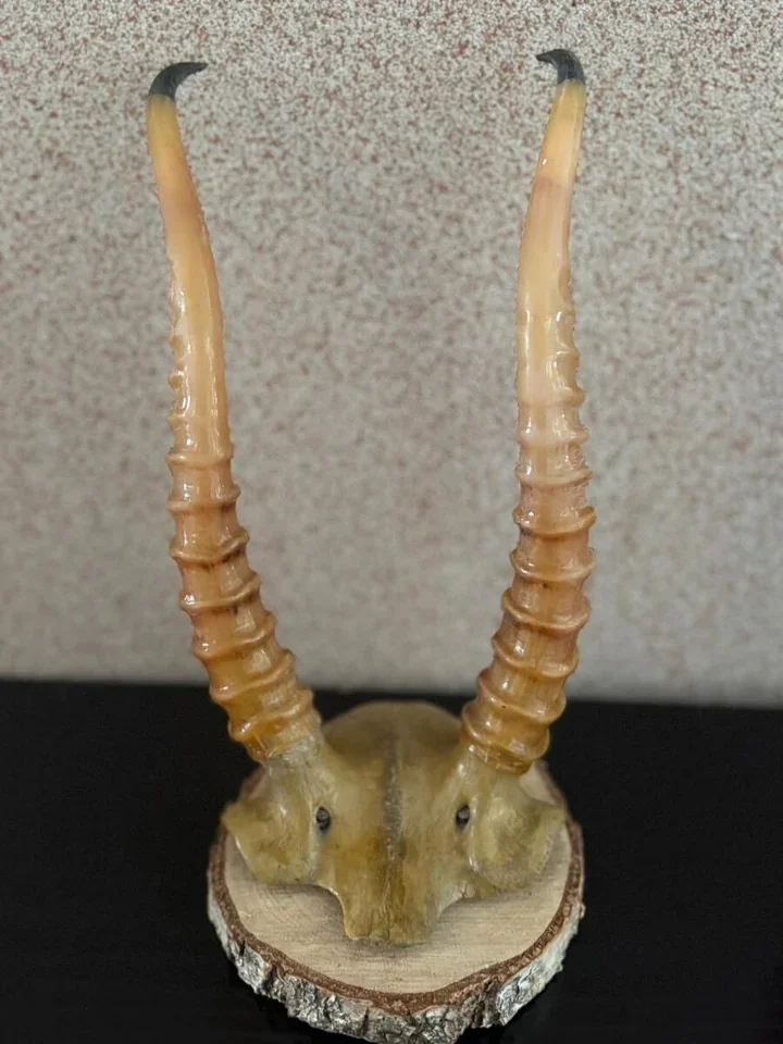 Wystawił za 180 zł poroże rzadkiej antylopy - policja zabezpieczyła