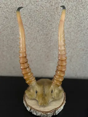 Wystawił za 180 zł poroże rzadkiej antylopy - policja zabezpieczyła