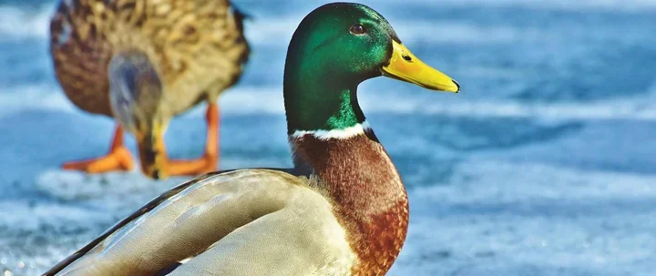 Apel weterynarii - zgłaszaj znalezione padłe dzikie ptaki w Białymstoku