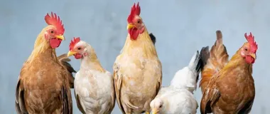 W całym Podlaskiem nie będzie targów ani pokazów z ptakami